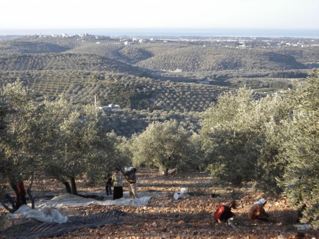 Olive harvest, uarshe, Rif Tartous, 2008 (Sarkis)
