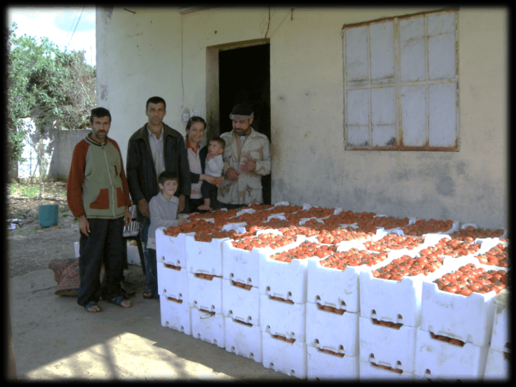 Working in greenhouses, Rif Tartous, 2009 (Sarkis)