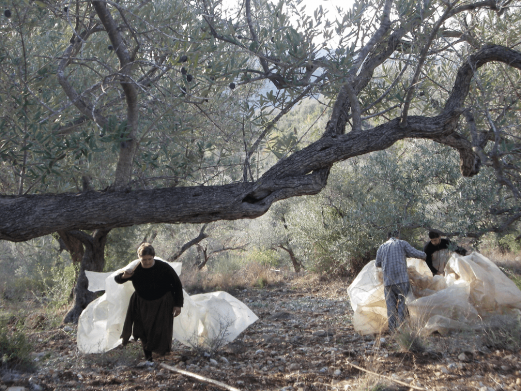 Olive harvest, small farmers, Rif Tartous, 2008 and 2010 (Sarkis)
