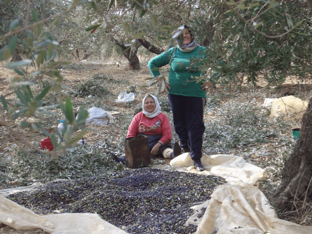 Olive harvest, small farmers, Rif Tartous, 2008 and 2010 (Sarkis)