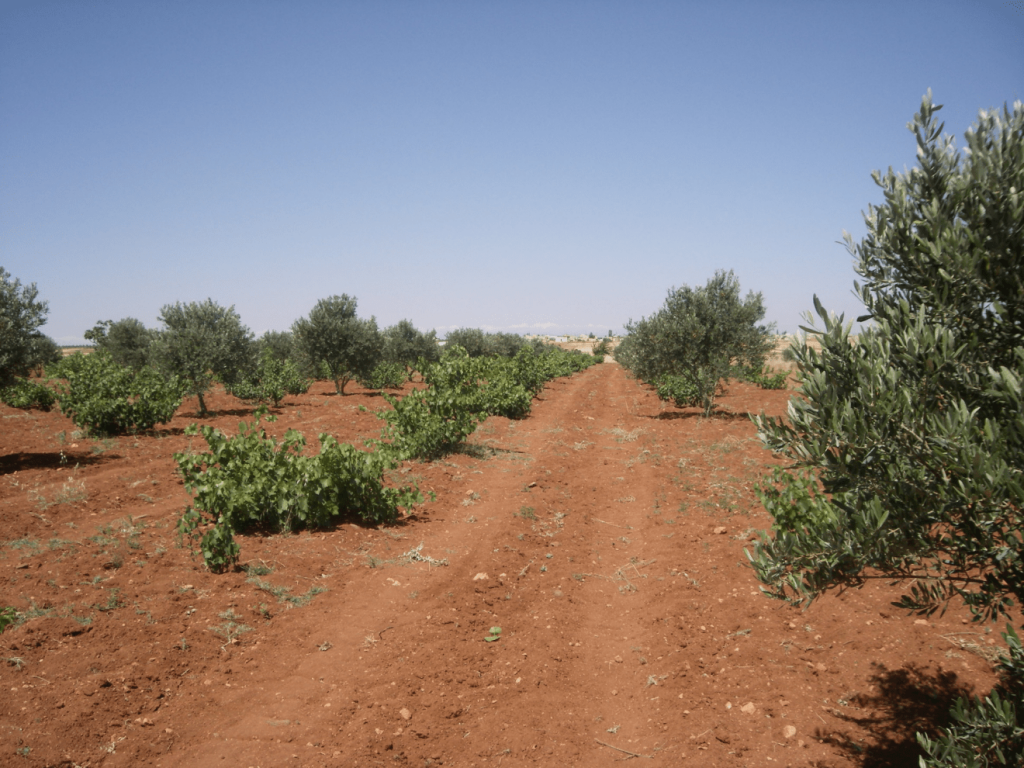 Karm el-zeytun, Rif Maarrat el-Nouman (Idlib), 2009 (Sarkis)