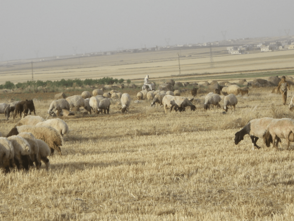 Livestock, Rif Maarrat el-Nouman (Idlib), 2010 (Sarkis)