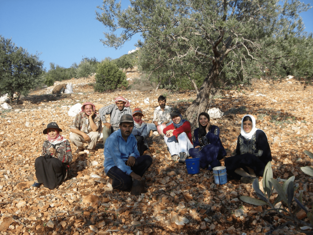 Olive harvest, uarshe, Rif Tartous, 2008 (Sarkis)