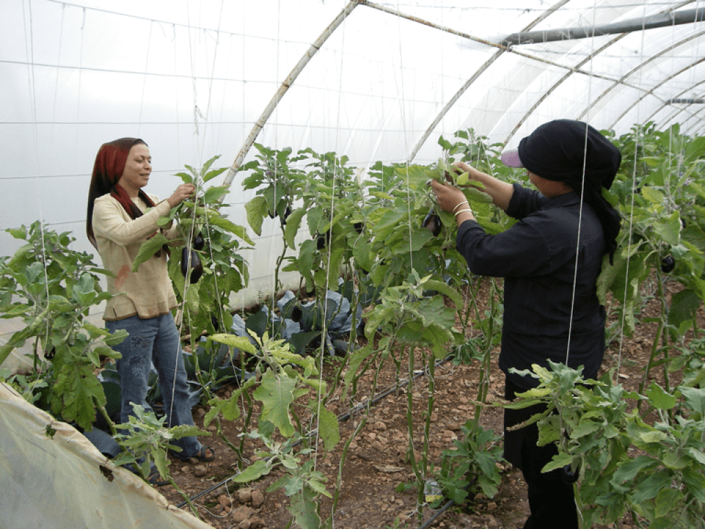 Working in greenhouses, Rif Tartous, 2009 (Sarkis)