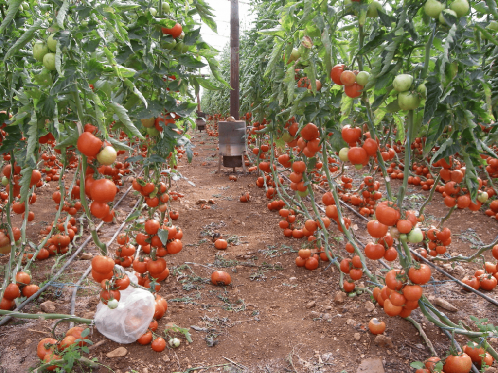 Working in greenhouses, Rif Tartous, 2009 (Sarkis)