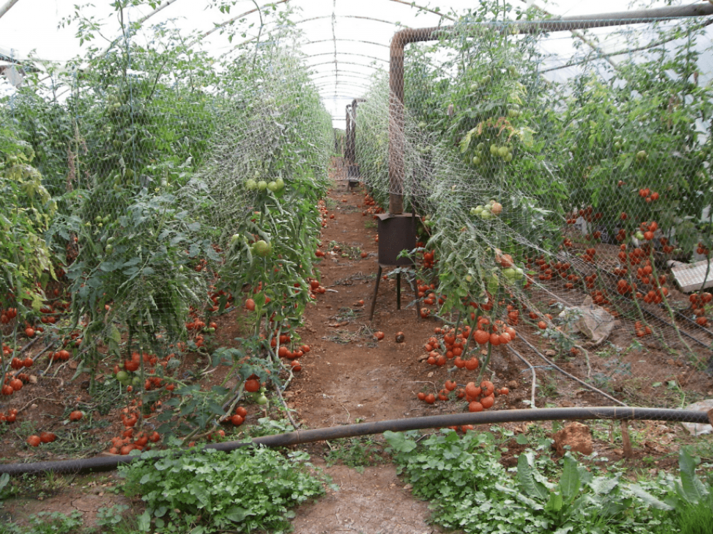 Working in greenhouses, Rif Tartous, 2009 (Sarkis)