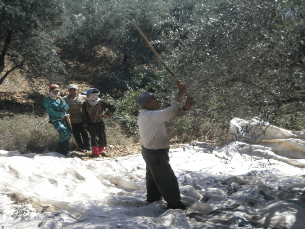 Olive harvest, uarshe, Rif Tartous, 2008 (Sarkis)
