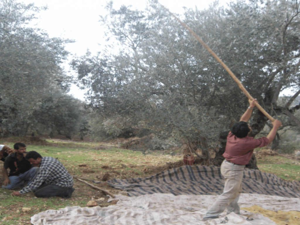 Olive harvest, uarshe, Rif Tartous, 2008 (Sarkis)
