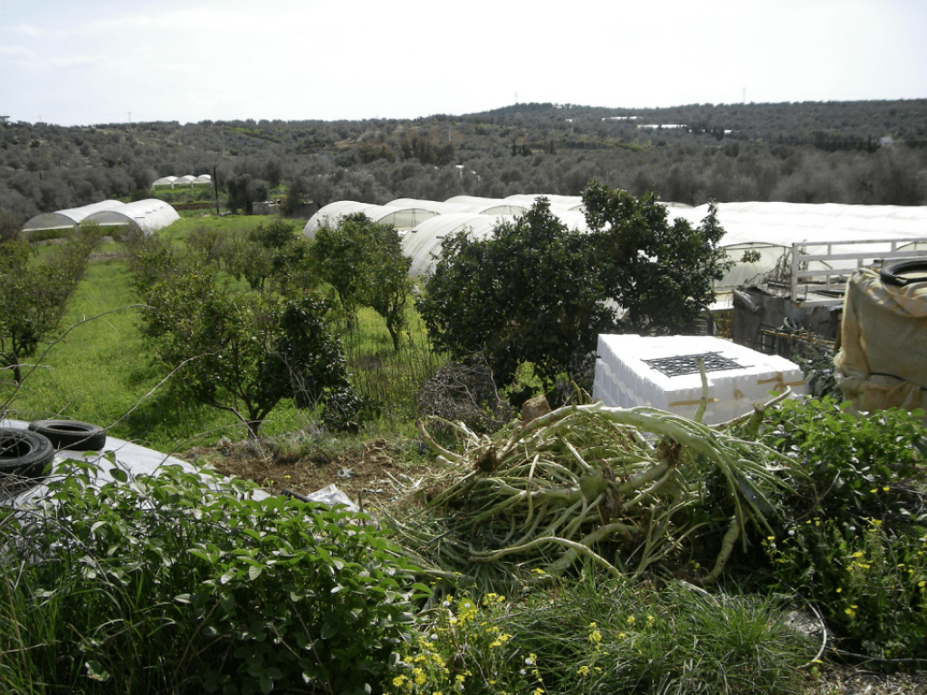 Greenhouses and livestock, Rif Tartous, 2010 (Sarkis)
