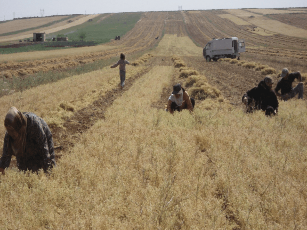 Manual lentils’ harvest, Rif Maarrat el-Nouman (Idlib), 2009 (Sarkis)