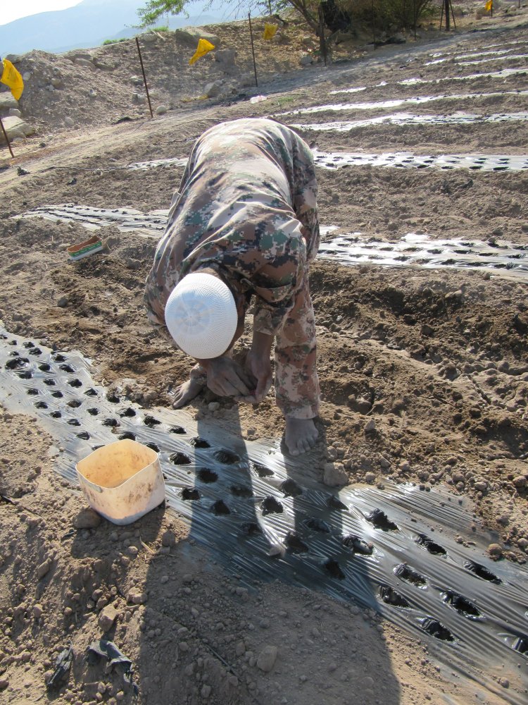 Male worker planting 'fasuliya', common bean. This land was formerly 'hishe', scrubland, on the edge of the alluvial fan of Ghor Safi prior to the redevelopment of the irrigated agricultural lands in the 1980s, Safi, Jordan.