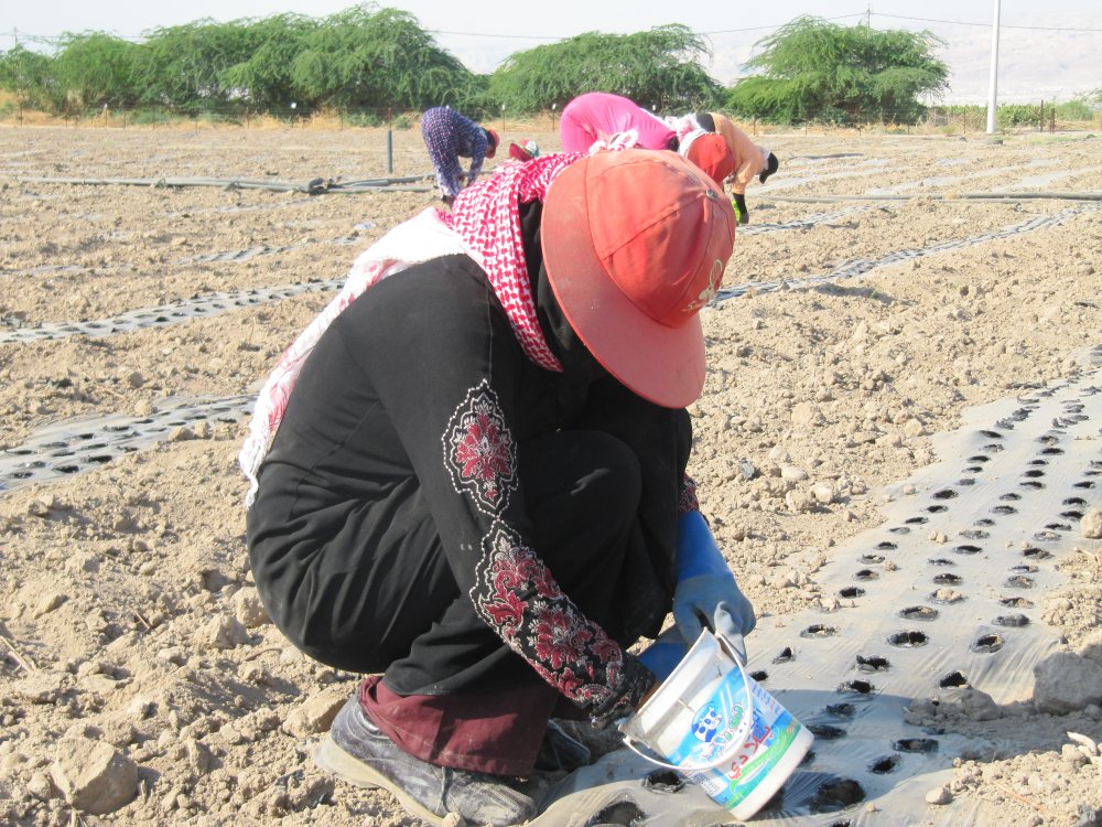  Female worker planting 'fasuliya', common bean, in Safi, Jordan. Narrow black plastic piping runs under the mulch providing drip irrigation to the crop.