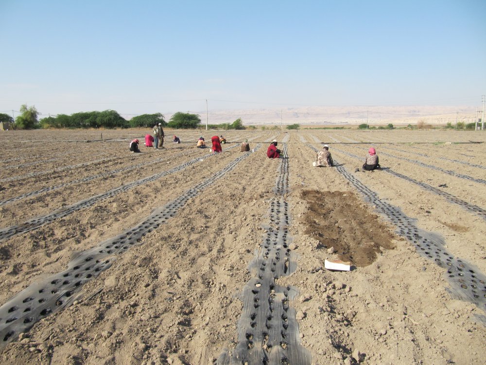 During planting, two to three 'fasuliya' beans are placed in each hole in the black plastic mulch, Safi, Jordan