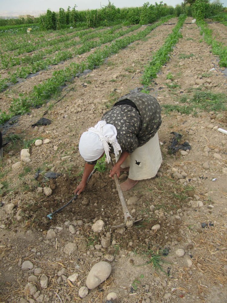  Tending drip irrigation piping and young tomato seedlings, Safi, Jordan.