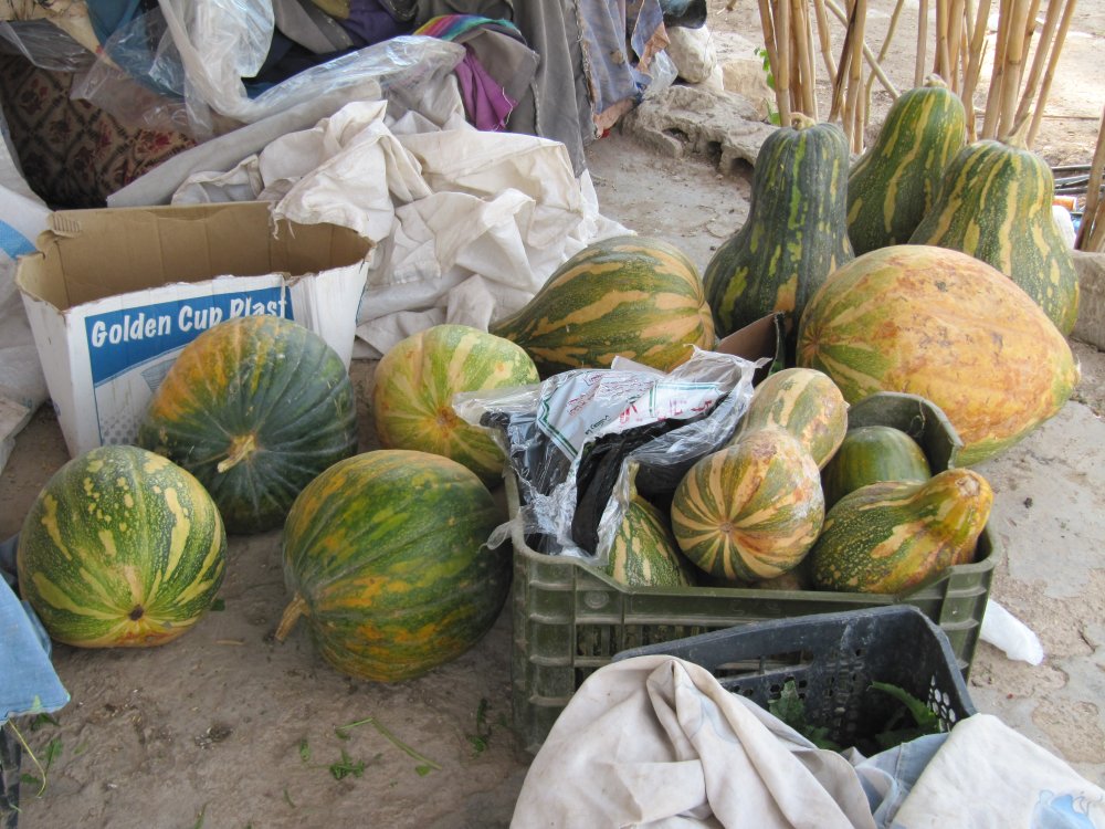 Qar' pumpkins. Cultivated by a share-cropper who diversifies her cropping strategy. She is one of the most successful small-scale independent farmers in Ghor al-Safi, with her own dedicated clientele from Potash City housing (for Arab Potash Company 