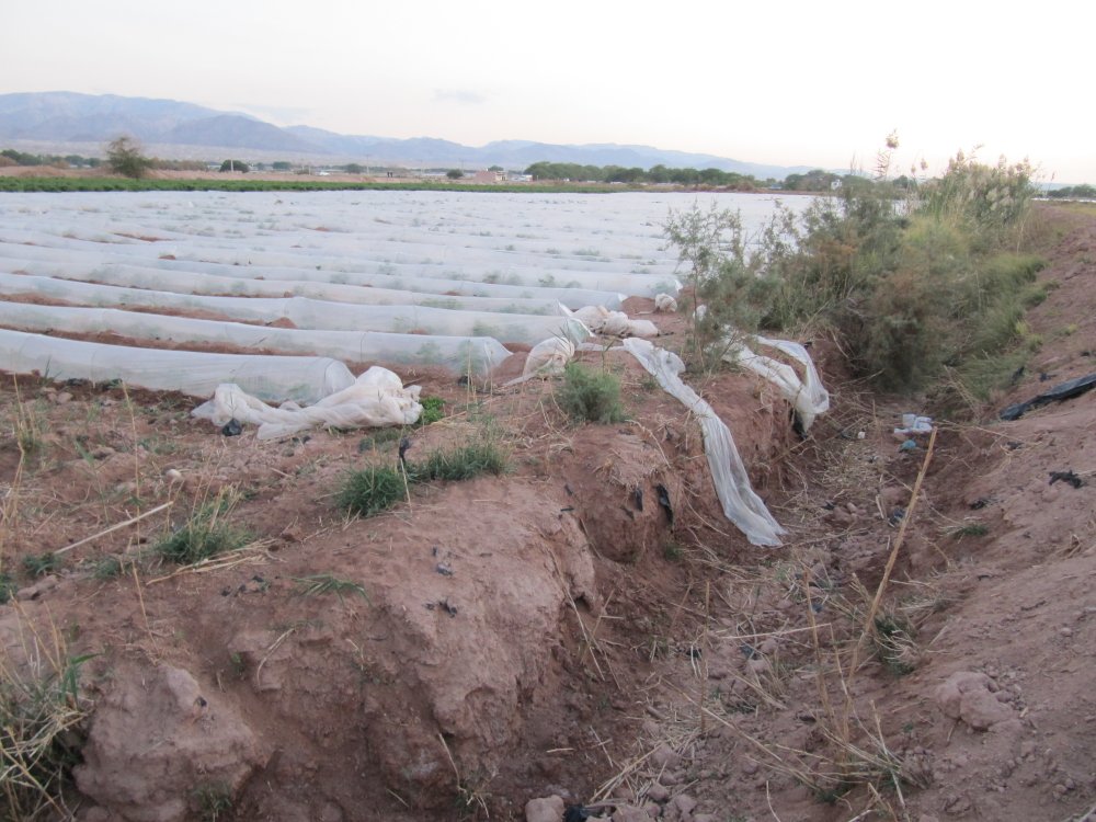 Recent expansion of the irrigation scheme on sandy, desert soils. The young melon crop is protected under miniature polytunnels, Safi, Jordan.