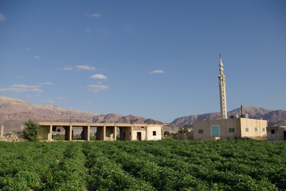 The remains of the old town of Safi, now among the tomato fields. The settlement was relocated off prime agricultural land by the JVA development in the 1980s. The old mosque continues in use.